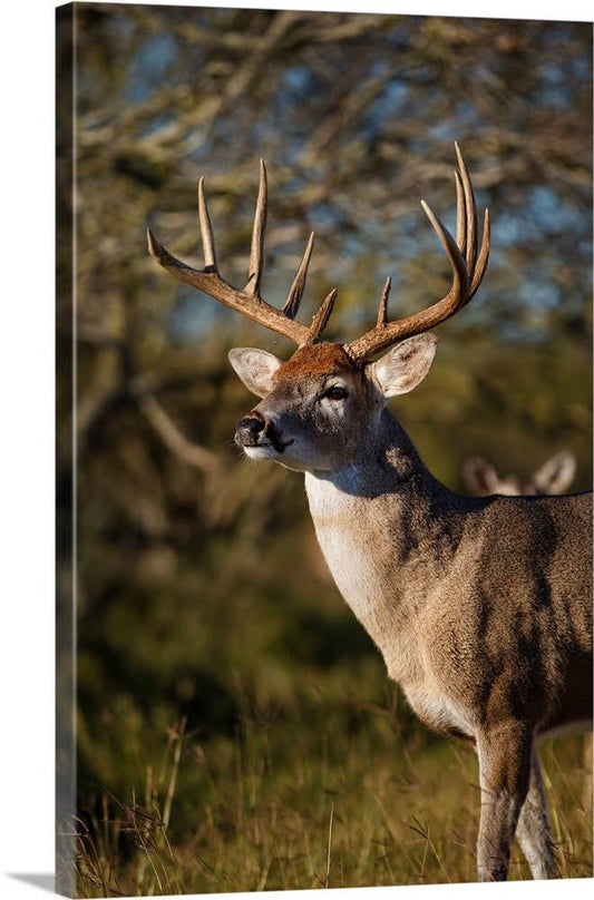 White-Tailed Deer (Odocoileus Virginianus) Dominant Male | Canvas Wall Art | 40x60 | Great Big Canvas DYH8_Z2HON92